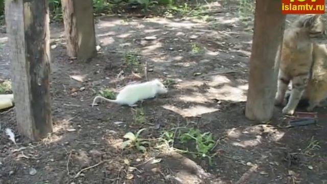 Смелая мышь, трусливый кот / brave mouse, funky cat. смотреть онлайн