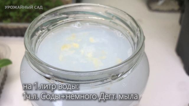 1 Грамм этого под домашний цветок, такой красоты Вы ещё не видели, не узнаете Ваши цветы! смотреть онлайн