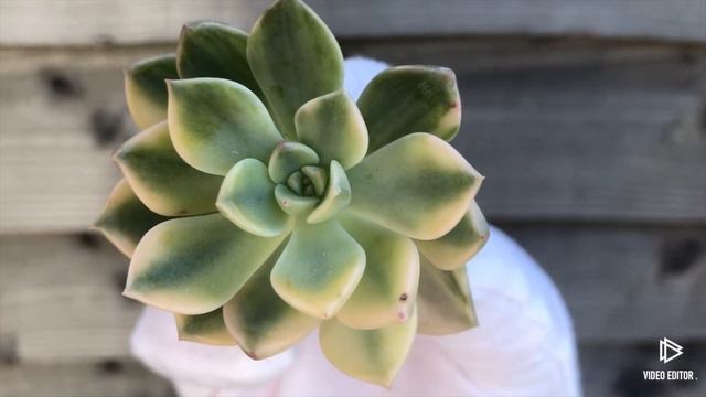 Echeveria Pretty in Pink Variegated смотреть онлайн