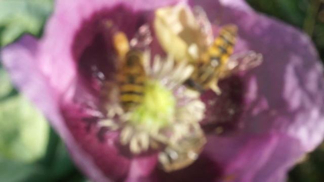 Насекомые собирают нектар и пыльцу. Insects collect nectar and pollen смотреть онлайн