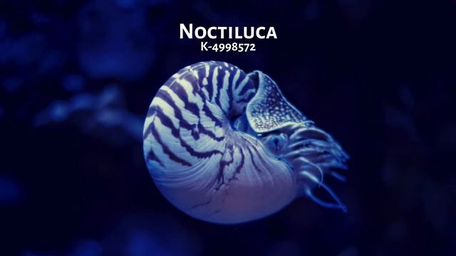 K-4998572 - Noctiluca (Nautilus EP) смотреть онлайн
