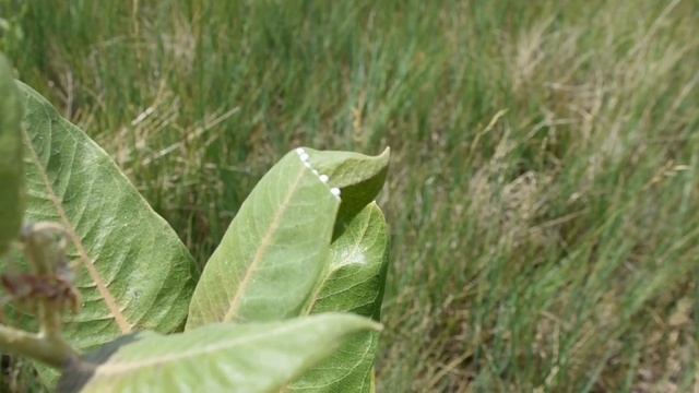 The Seductive Showy Milkweed (Asclepias speciosa) смотреть онлайн