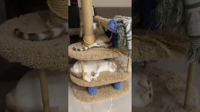 Чем отличается бенгальская от шотландского ? #cat #bengali #scottishfoldcat #bum #relaxing смотреть онлайн