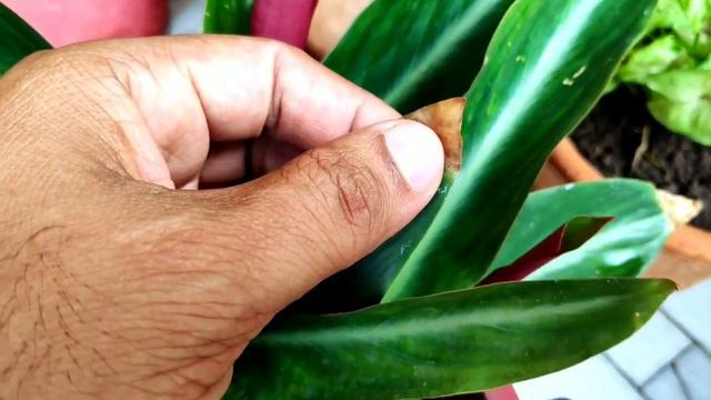 Stromanthe triostar magicstar plant care, Indoor plant care tips, calathea/maranta plant care смотреть онлайн