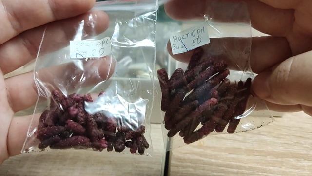 Разбираю урожайность каждого сорта Ахименесов и Смитикадонии. смотреть онлайн