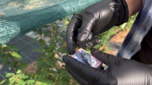 Жимолость Бореал Близзард (Boreal Blizzard)