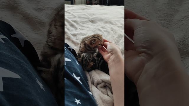 у пухли щёчки, как у енотика? смотреть онлайн