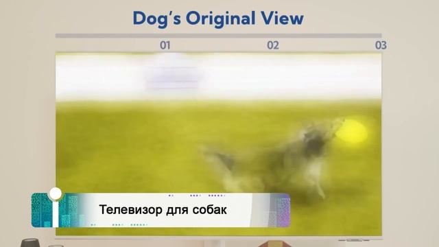 INews: телевизор для собак