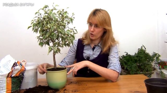 Фикус Кинки. Посадка и уход. смотреть онлайн