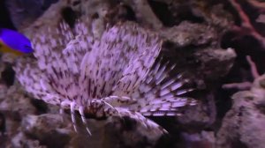 Морской аквариум. Нанориф. Запуск моря. Кто живёт? Часть 2.