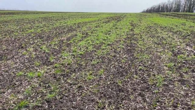 СЛОЖНЫЙ СЕВ КУКУРУЗЫ. 5 гибридов. Поломки, погода смотреть онлайн
