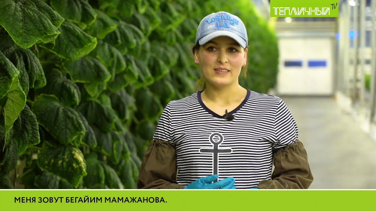"Тепличный TV". Выпуск 18 смотреть онлайн