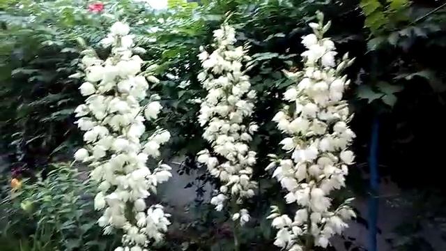 Зацвела Юкка нитчатая. смотреть онлайн