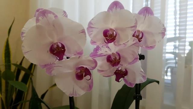 Обильное цветение моих орхидей на 19 мая 2018 часть 1 | Flowering of my orchids | Орхидея | Orchids смотреть онлайн