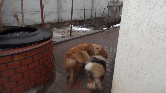 🐕 ГЕРМАН РЕВНУЕТ 🐩НЕМЕЦКАЯ ОВЧАРКА 👁🗨💭✅ смотреть онлайн