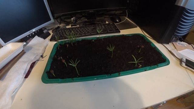 Процесс выращивания Кедра из орешков №3 смотреть онлайн