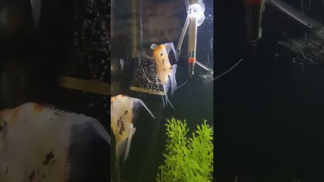 Аквариумные рыбки. Нерест скалярий. смотреть онлайн