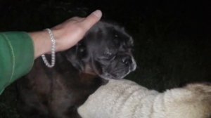 Вязка мопса без инструктора