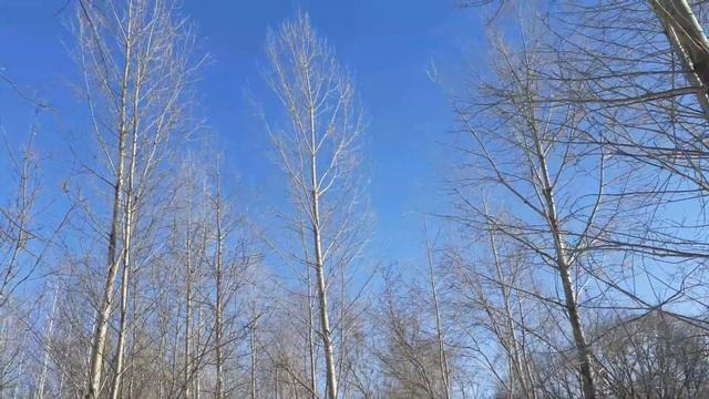 Тополя гибриды самосев. Небольшой обзор. смотреть онлайн