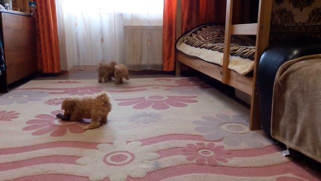 Весёлые, забавные, игривые щеночки пудели смотреть онлайн