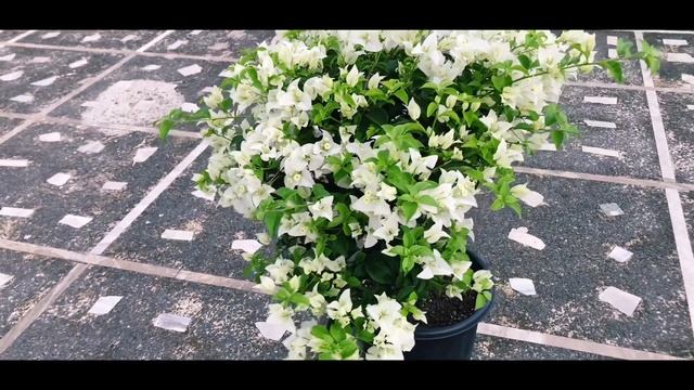 Bougainvillea-Glabra Alba | Glabra White | Eva White смотреть онлайн