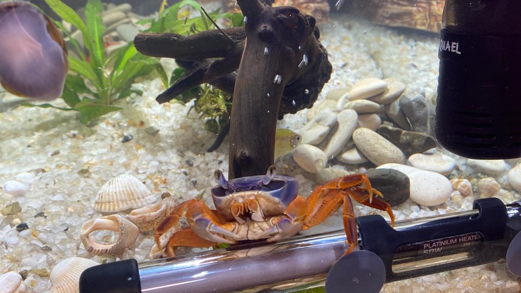 Наш радужный краб разорил аквариум! смотреть онлайн