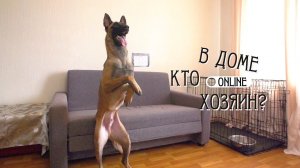 КАК УБРАТЬ ЧРЕЗМЕРНОЕ ПЕРЕВОЗБУЖДЕНИЕ У МАЛИНУА