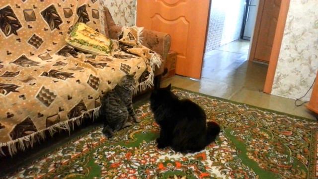 Кошки делят территорию. смотреть онлайн