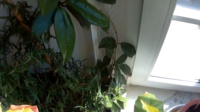 Хойя. Hoya Carnosa