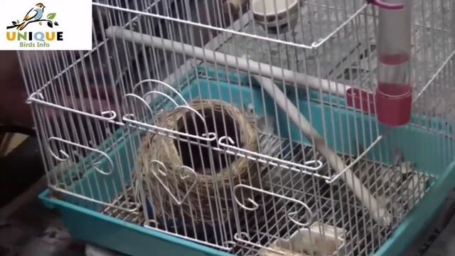 Java Finch Complet Information in Urdu & Hinidi смотреть онлайн