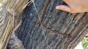 Колода для пчёл «среднерусских»