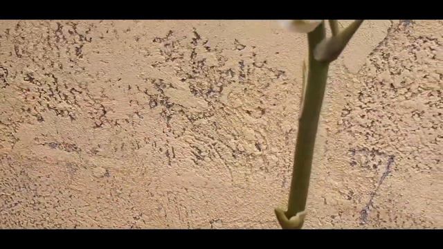 FLORACIÓN MAXIMA!! Abono Casero Para PLANTAS Y FLORES | Hacer Florecer Orquídeas, Petunias,Rosas Y