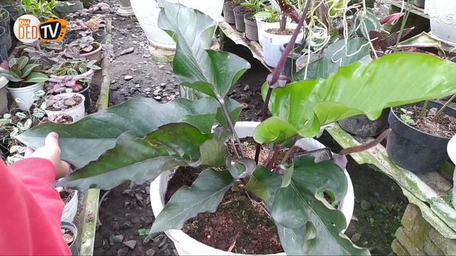 Trend 2021, Anthurium