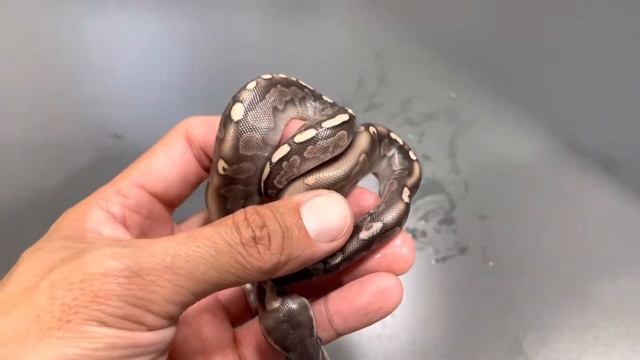 GHI SPECIAL COMBOS!! Ball Python Clutch #18 смотреть онлайн