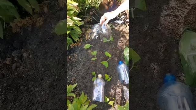 КАК УКОРЕНИТЬ ЛЮБУЮ РОЗУ #огород #дача #укоренение #размножениерастений #сад смотреть онлайн