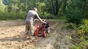 Картофелевыкапыватель FORZA в работе