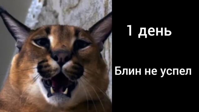 Срок годности твоих пельменей: смотреть онлайн