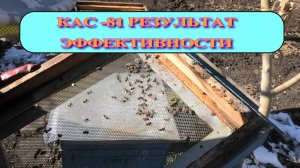 КАС-81 РЕЗУЛЬТАТ ЕГО ЭФФЕКТИВНОСТИ.