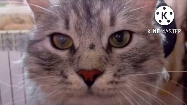 Кот был не в силах открыть свои глаза и замерзал на улице смотреть онлайн