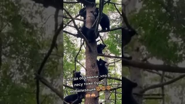 что это смотреть онлайн