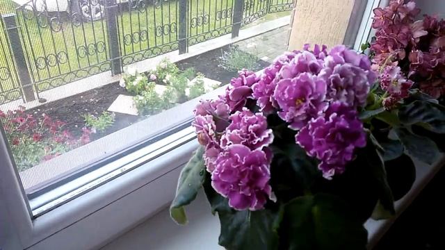 Новинка!!! Фиалки на подаконнике? смотреть онлайн