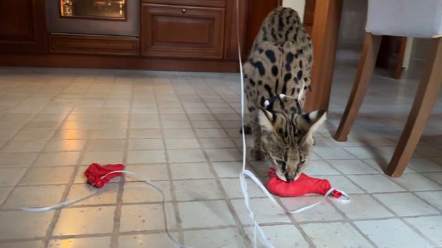 Домашний сервал 🎈🐆 Сервали Україна Serval Cat Big Cat ❤️
