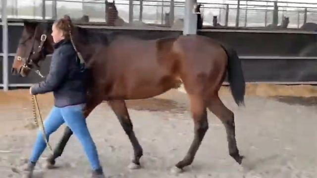 Exceed and Excel x La Fantastique yearling colt - 1st May смотреть онлайн