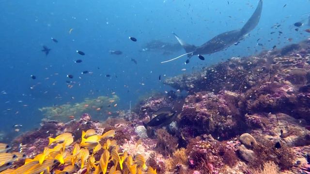 South Ari Atoll, MantaPoint, Maldives смотреть онлайн