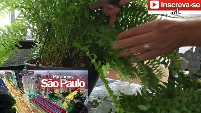 A sua samambaia tá ficando amarela? não deixe de assistir esse vídeo! смотреть онлайн