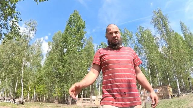 ОВЦЫ - ПОДСТРИЖЕНЫ, КОЗЫ - ОБЕЗРОЖИНЫ / ПЕРЕЕЗД НА ХУТОР смотреть онлайн
