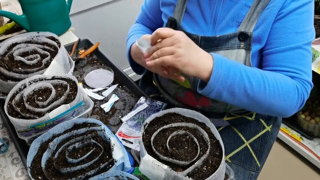 Какие семена можно посеять в улитку и выращивать без пикировки? 2# смотреть онлайн