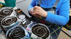 Какие семена можно  посеять в улитку и выращивать без пикировки? 2#