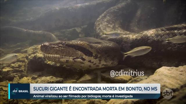 Sucuri gigante é encontrada morta no MS | SBT Brasil (25/03/24) смотреть онлайн