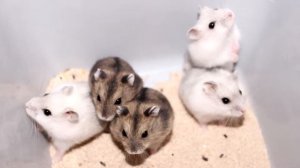 Джунгарики помёт "З"